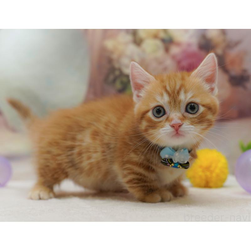 販売中の千葉県のマンチカン-131677の8枚目