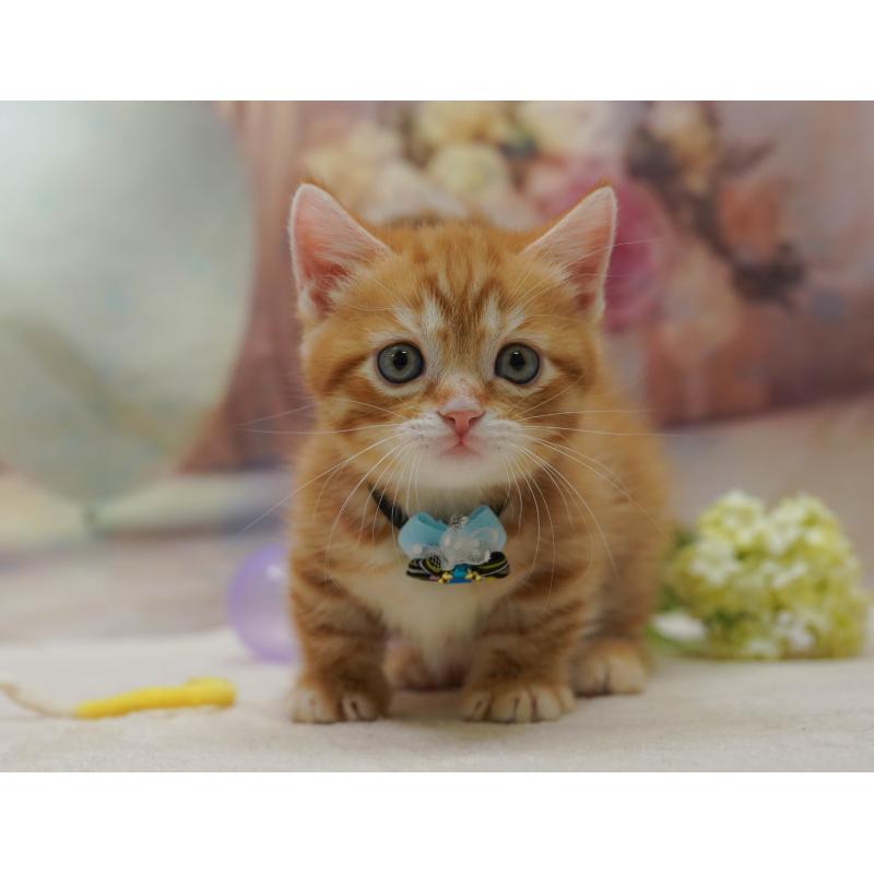 販売中の千葉県のマンチカン-131677の7枚目