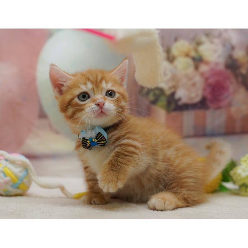 販売中の千葉県のマンチカン-131677の6枚目