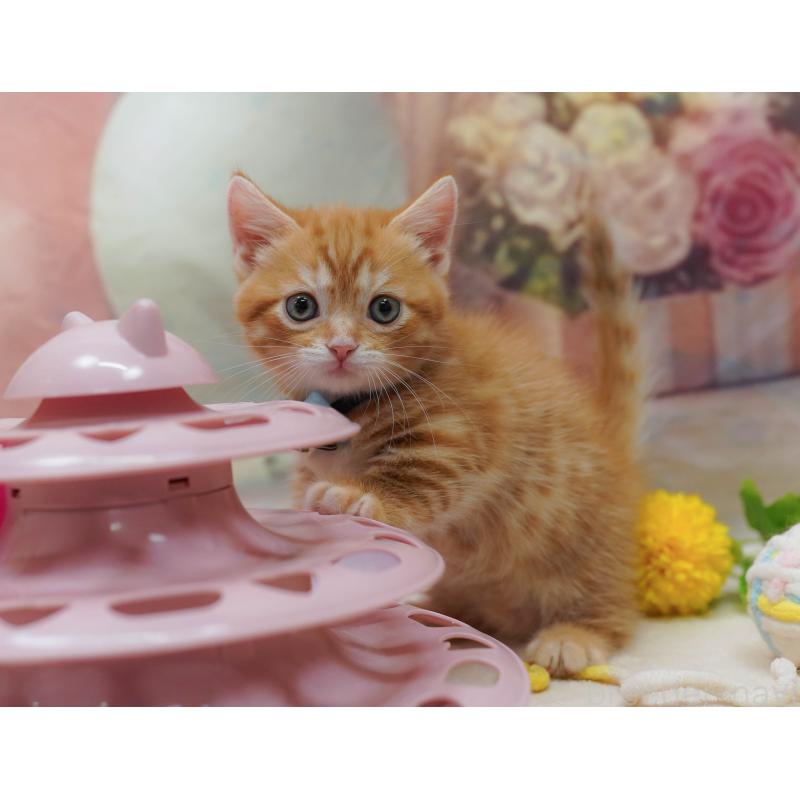 販売中の千葉県のマンチカン-131677の5枚目