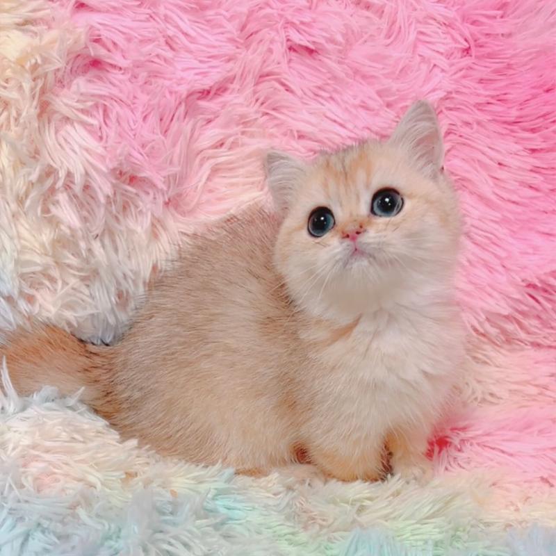 販売中の兵庫県のマンチカン(短足)-131676の1枚目