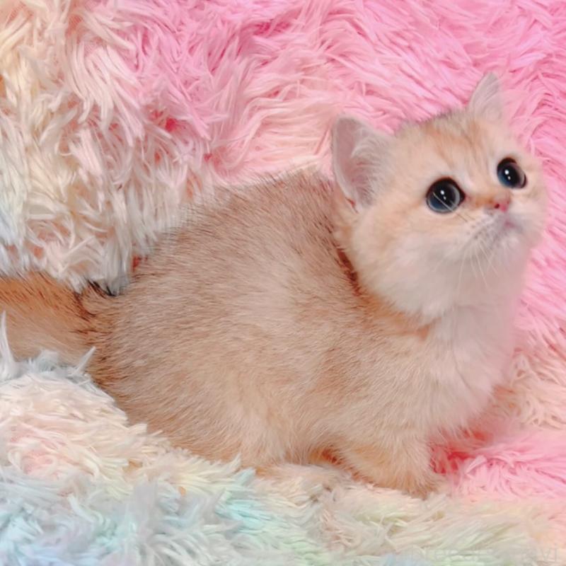 販売中の兵庫県のマンチカン(短足)-131676の3枚目