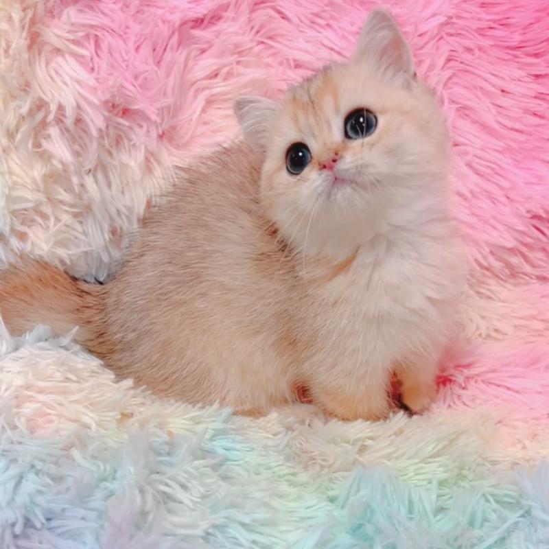 販売中の兵庫県のマンチカン(短足)-131676の4枚目