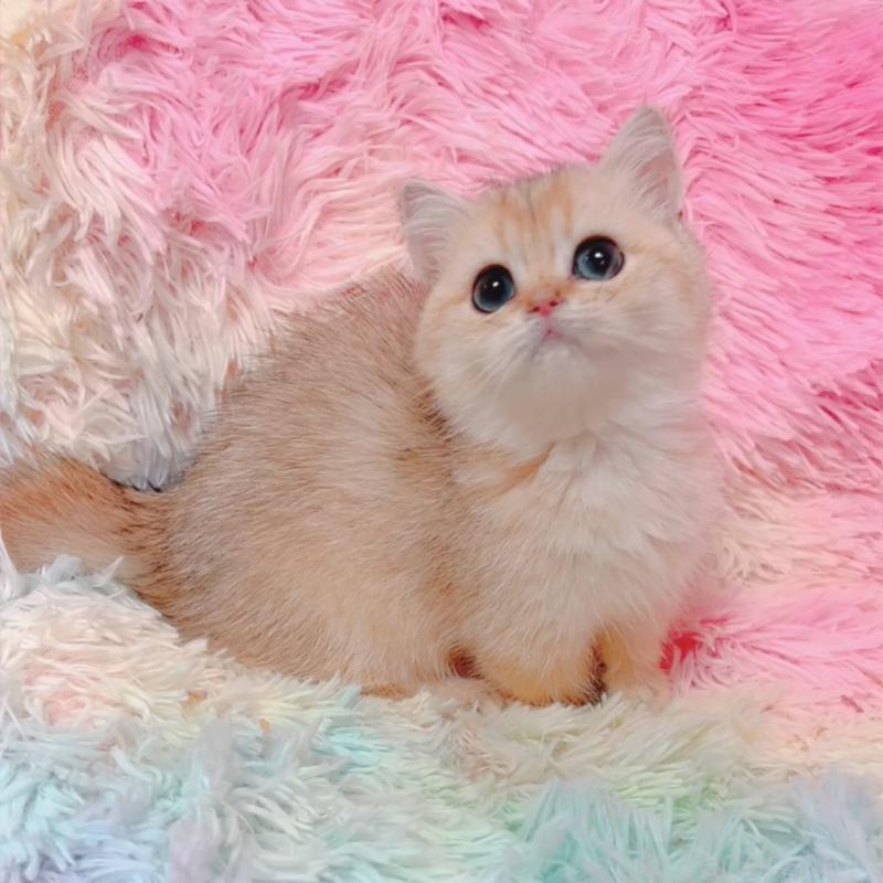 販売中の兵庫県のマンチカン(短足)-131676の2枚目