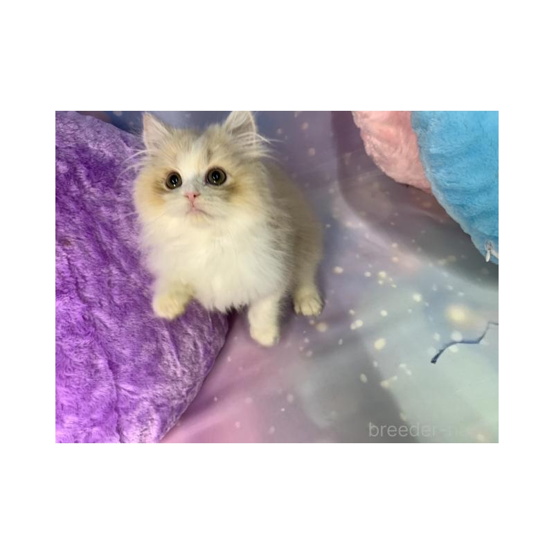 販売中の大阪府のスコティッシュフォールド-131678の5枚目