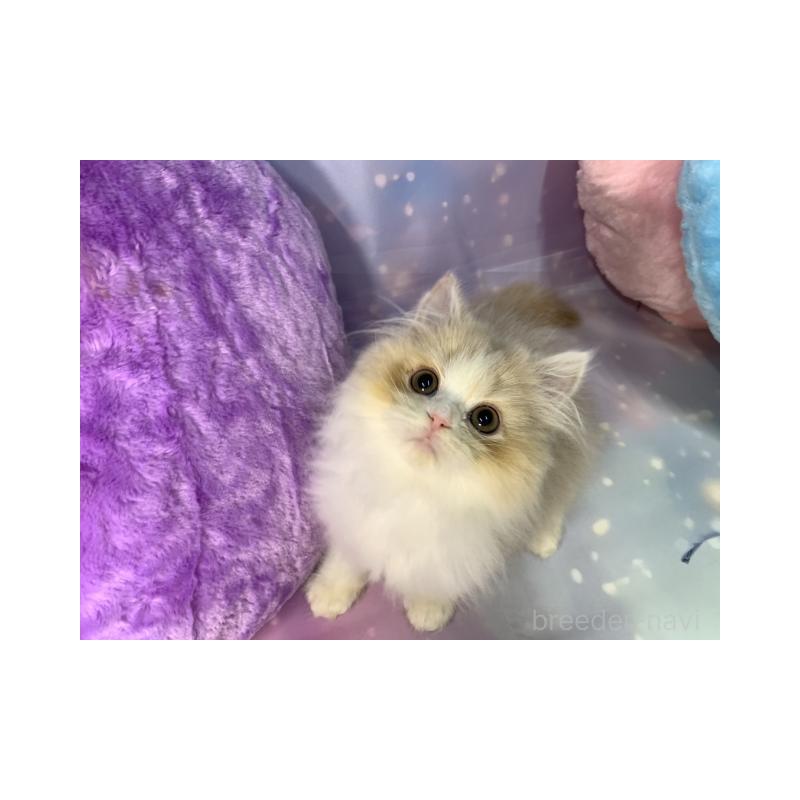 販売中の大阪府のスコティッシュフォールド-131678の6枚目