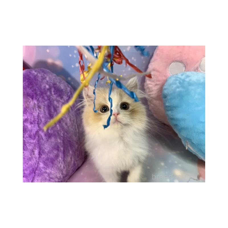 販売中の大阪府のスコティッシュフォールド-131678の4枚目