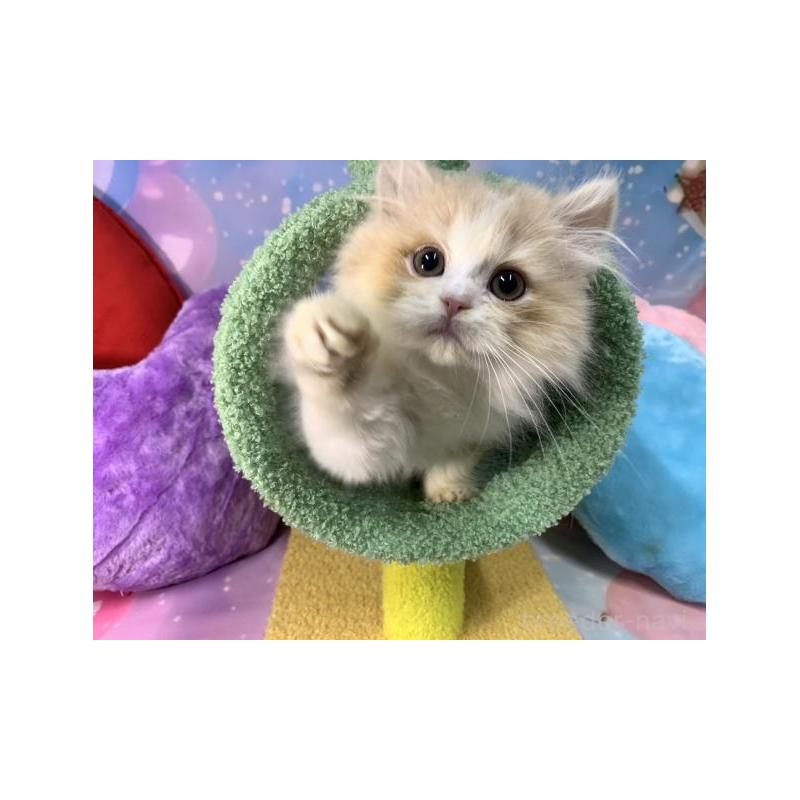 販売中の大阪府のスコティッシュフォールド-131678の3枚目