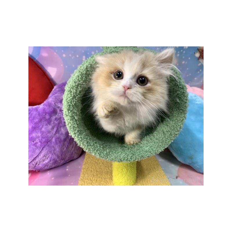 販売中の大阪府のスコティッシュフォールド-131678の2枚目