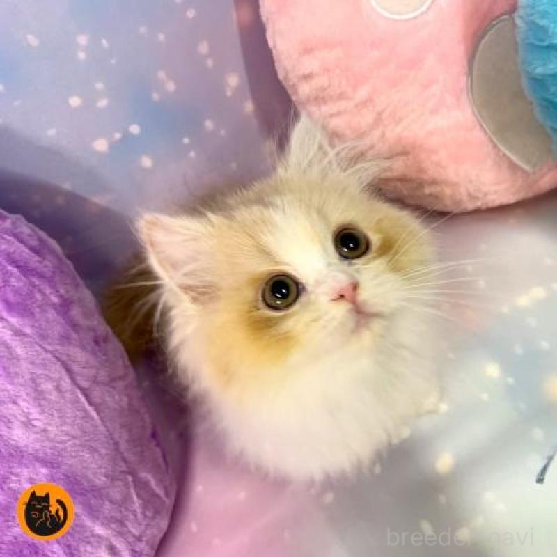 販売中の大阪府のスコティッシュフォールド-131678