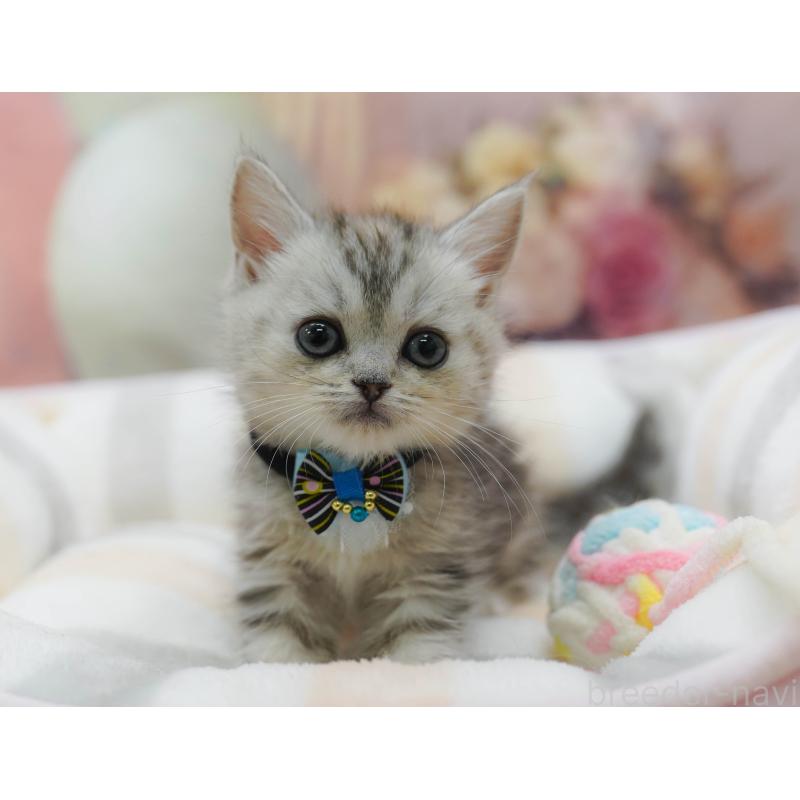 販売中の千葉県のマンチカン-131679の8枚目