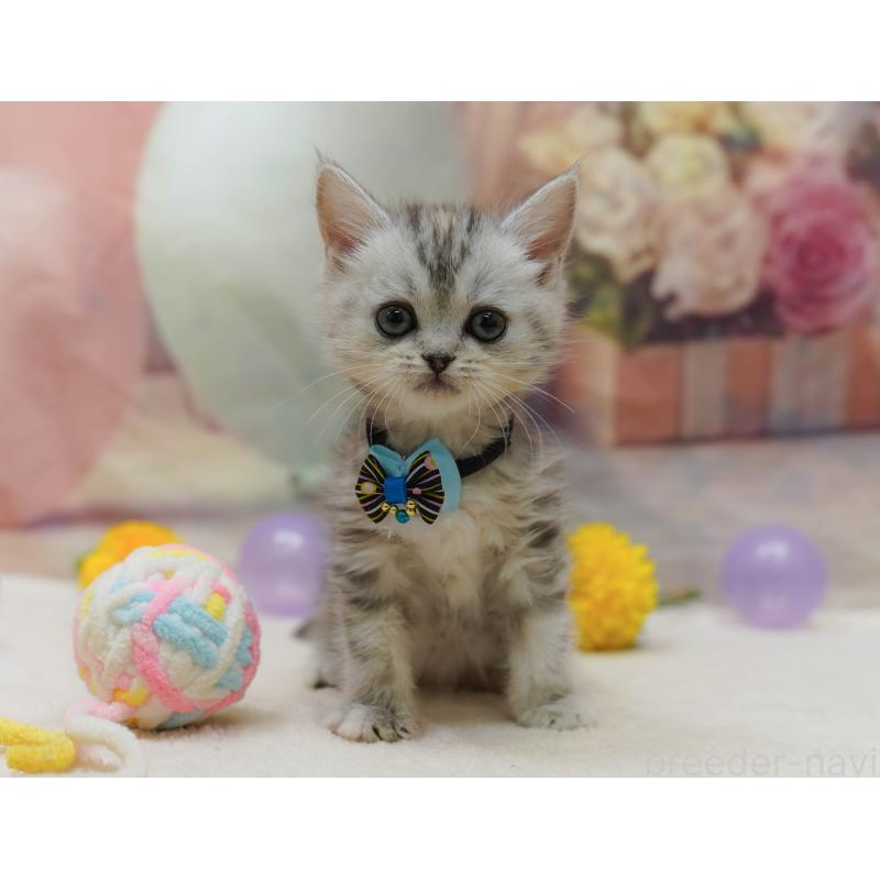 販売中の千葉県のマンチカン-131679の7枚目