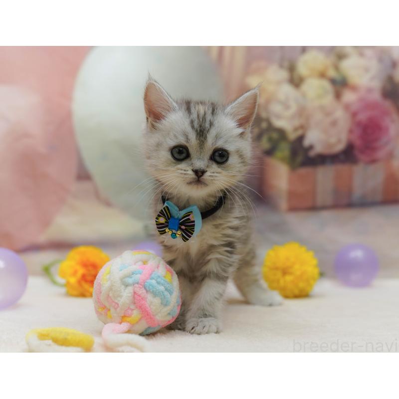 販売中の千葉県のマンチカン-131679の5枚目