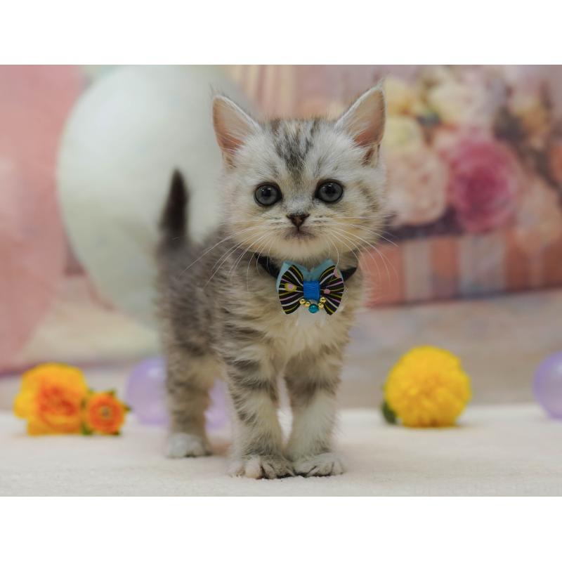 販売中の千葉県のマンチカン-131679の4枚目