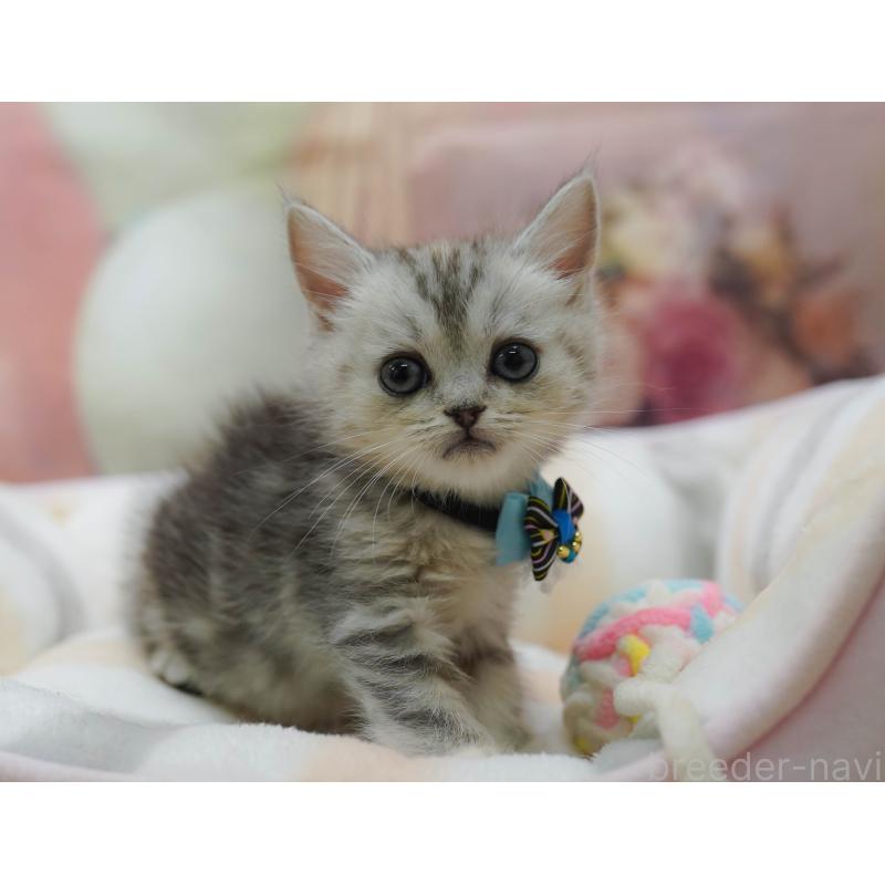 販売中の千葉県のマンチカン-131679の3枚目