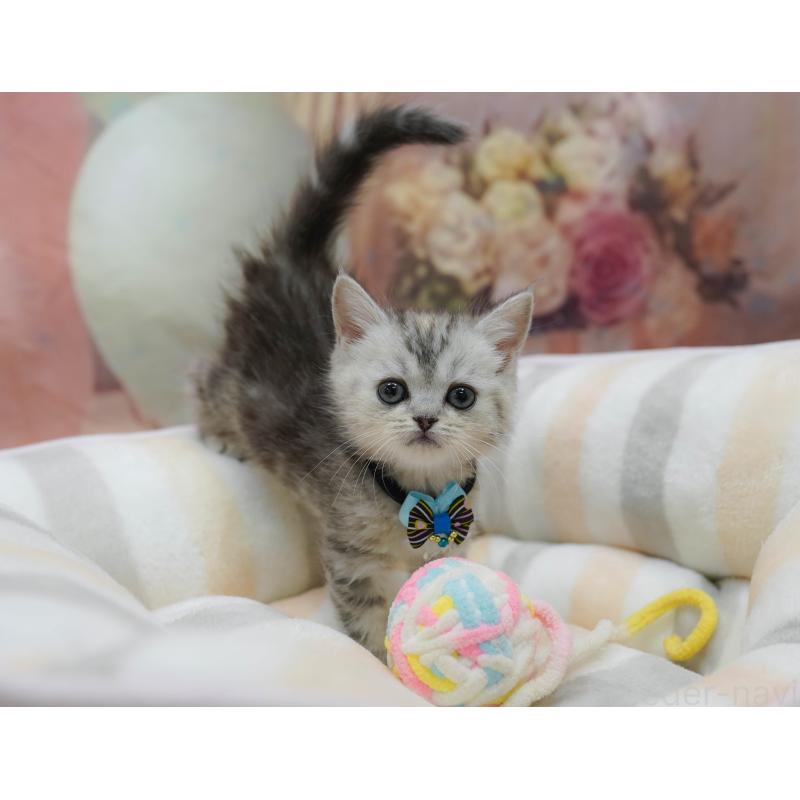 販売中の千葉県のマンチカン-131679の2枚目