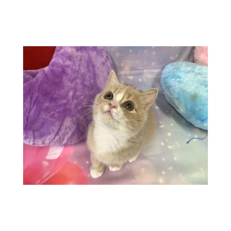 販売中の大阪府のスコティッシュフォールド-131680の6枚目