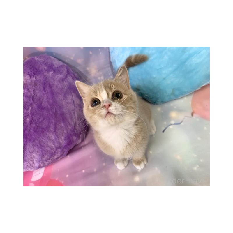 販売中の大阪府のスコティッシュフォールド-131680の5枚目