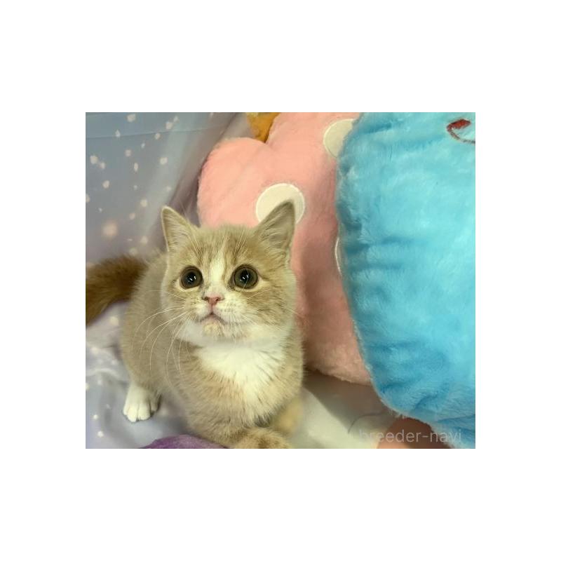 販売中の大阪府のスコティッシュフォールド-131680の2枚目