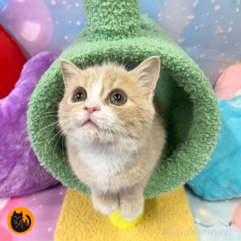 販売中の大阪府のスコティッシュフォールド-131680