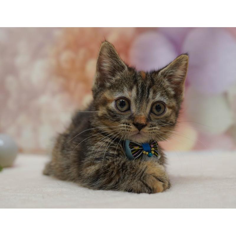 販売中の千葉県のマンチカン-131682の8枚目