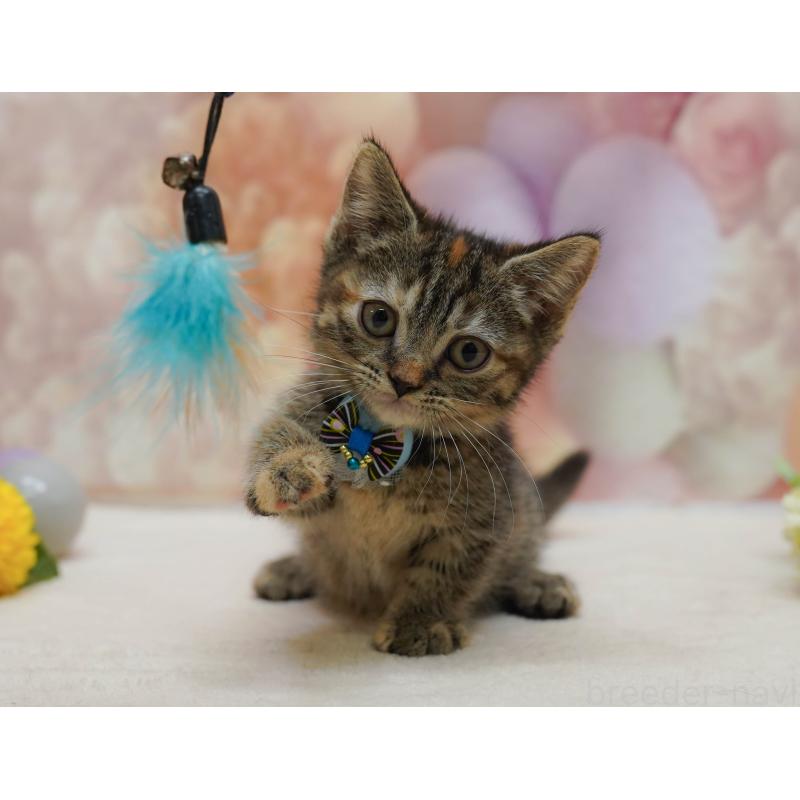 販売中の千葉県のマンチカン-131682の7枚目