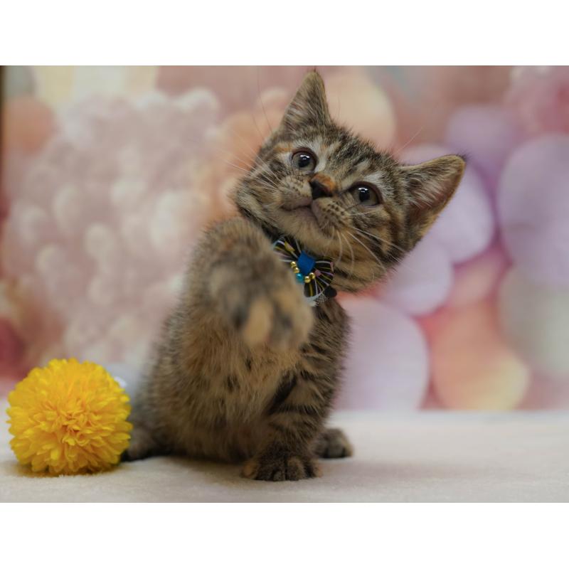 販売中の千葉県のマンチカン-131682の6枚目