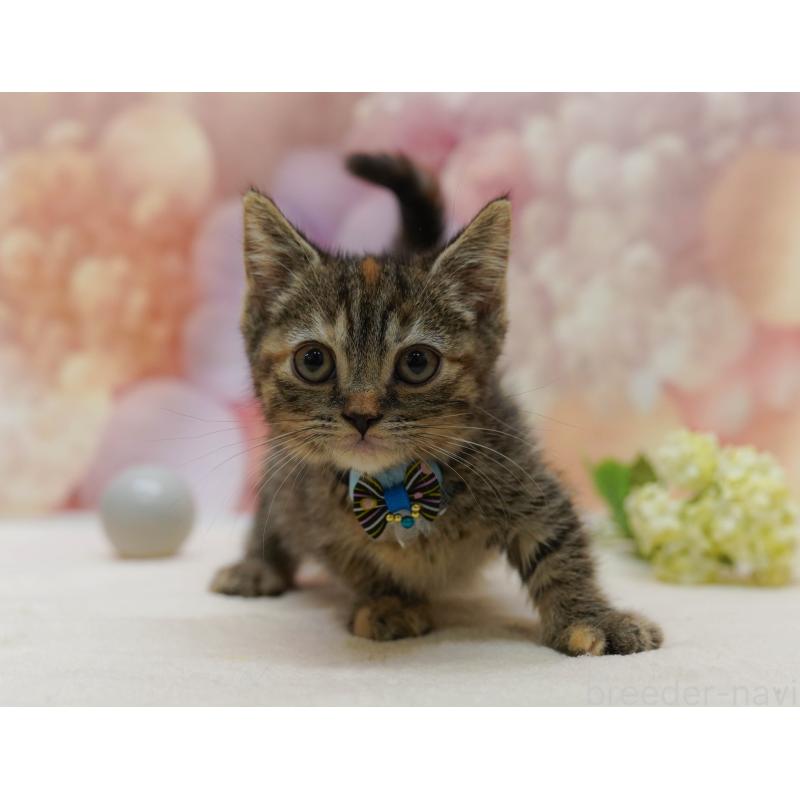 販売中の千葉県のマンチカン-131682の5枚目