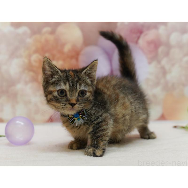 販売中の千葉県のマンチカン-131682の4枚目