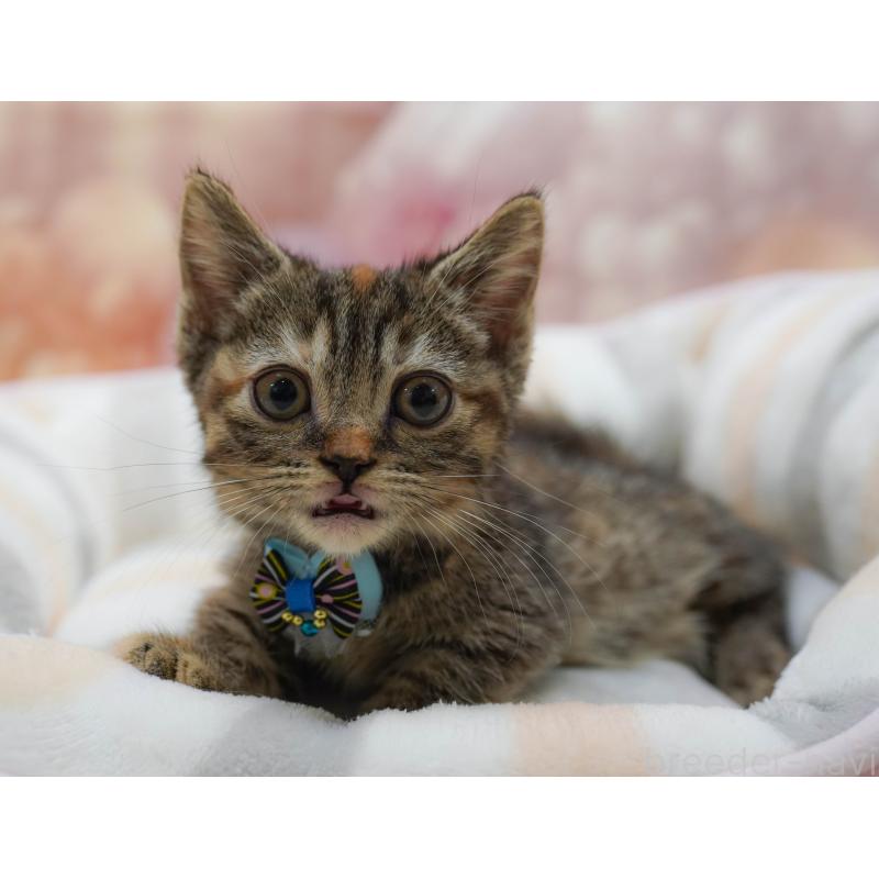 販売中の千葉県のマンチカン-131682の3枚目