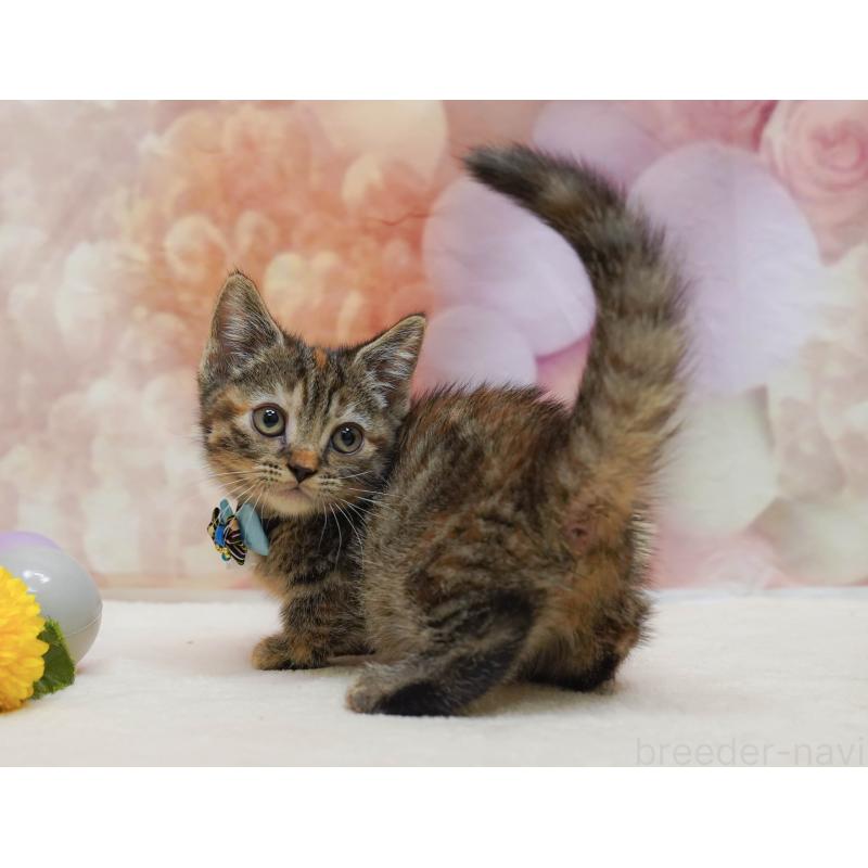 販売中の千葉県のマンチカン-131682の2枚目