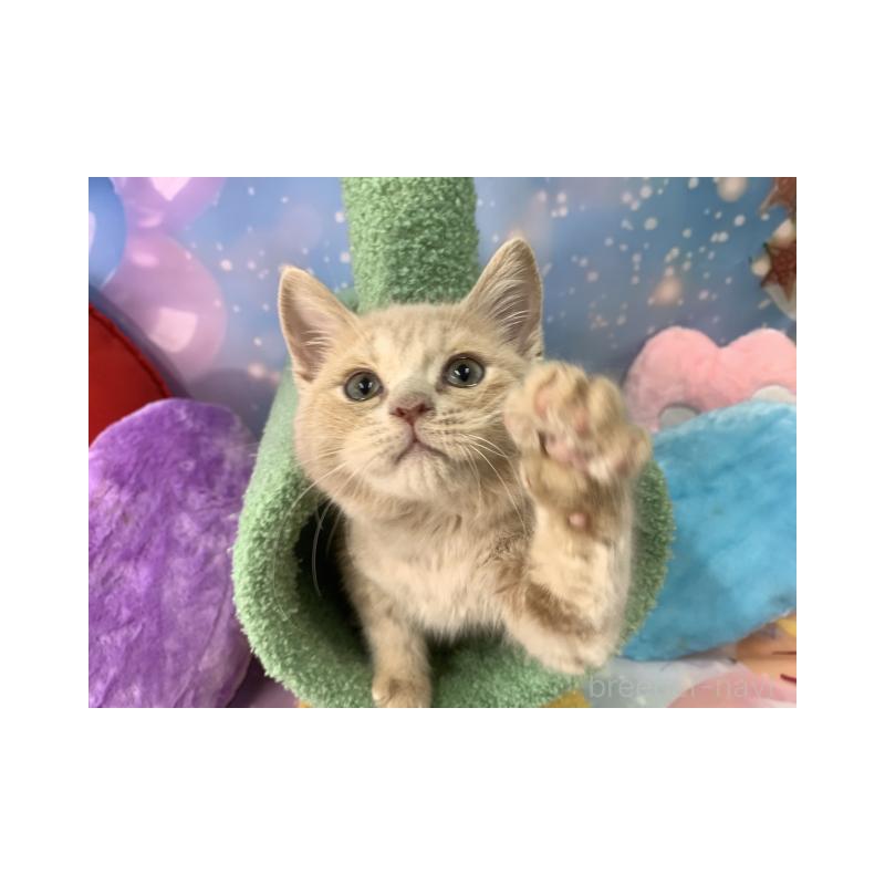 販売中の大阪府のスコティッシュフォールド-131681の6枚目