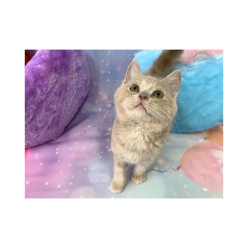 販売中の大阪府のスコティッシュフォールド-131681の4枚目