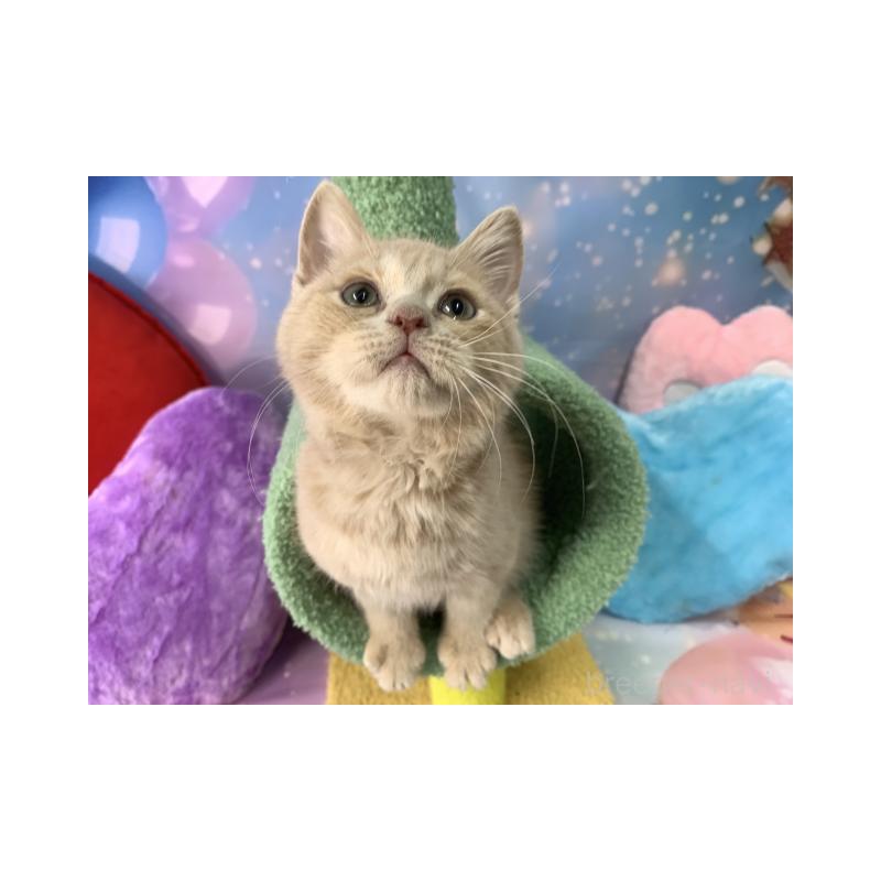 販売中の大阪府のスコティッシュフォールド-131681の5枚目