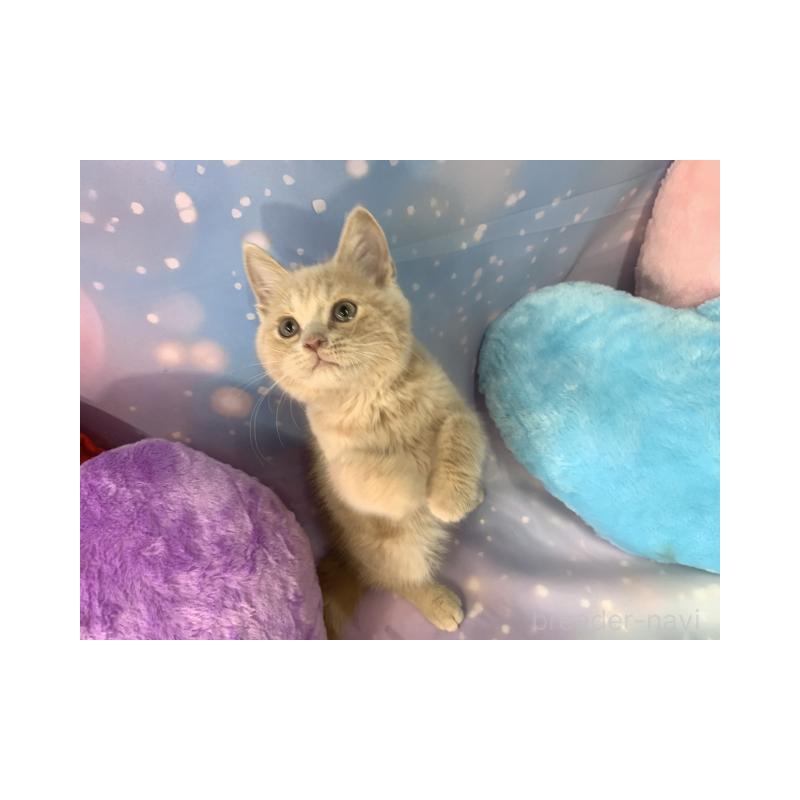 販売中の大阪府のスコティッシュフォールド-131681の3枚目