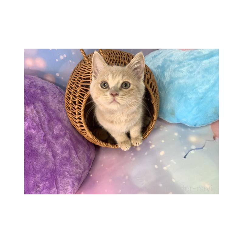 販売中の大阪府のスコティッシュフォールド-131681の2枚目