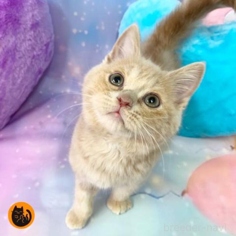 販売中の大阪府のスコティッシュフォールド-131681の1枚目