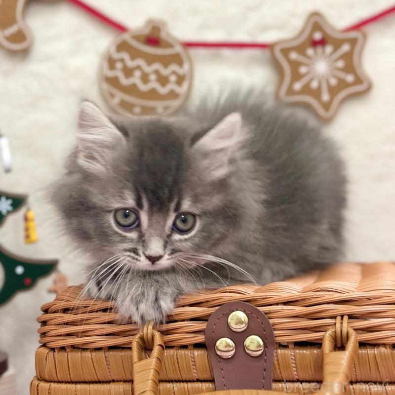 販売中の神奈川県のスコティッシュフォールド-131684の8枚目