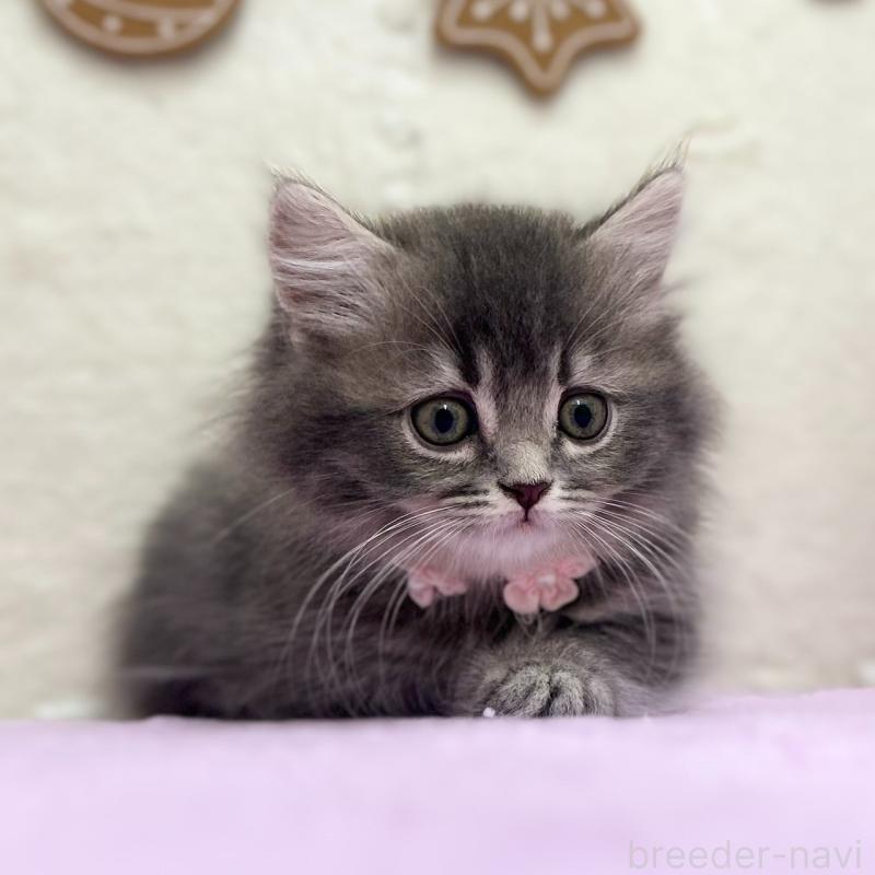 販売中の神奈川県のスコティッシュフォールド-131684の6枚目