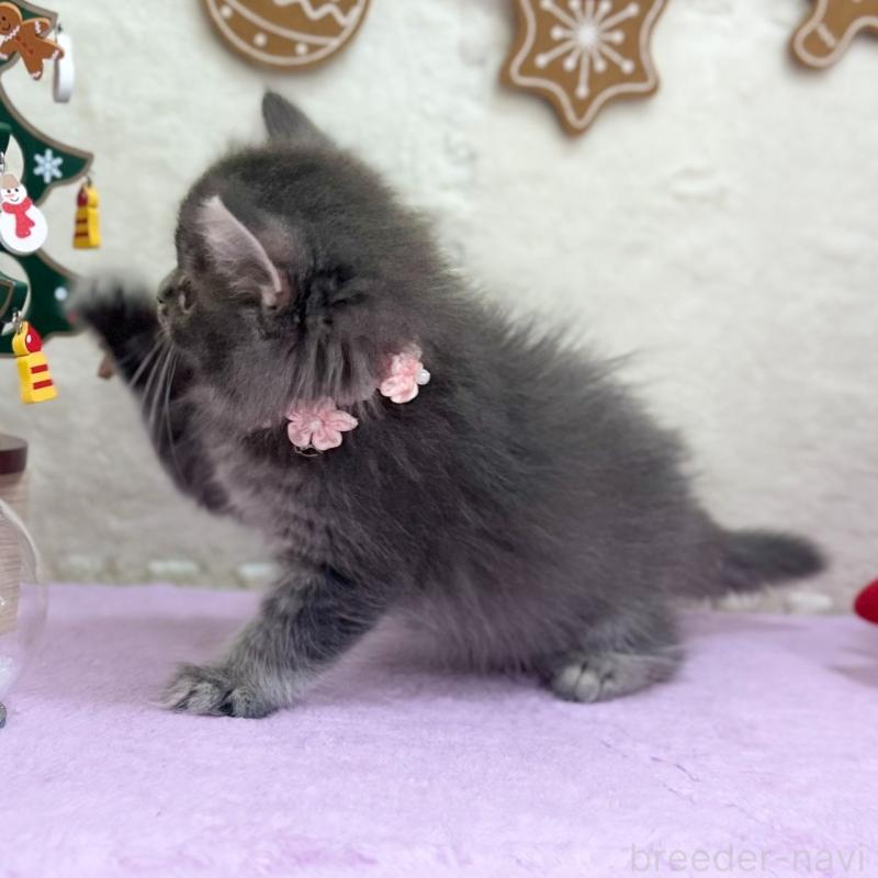 販売中の神奈川県のスコティッシュフォールド-131684の4枚目