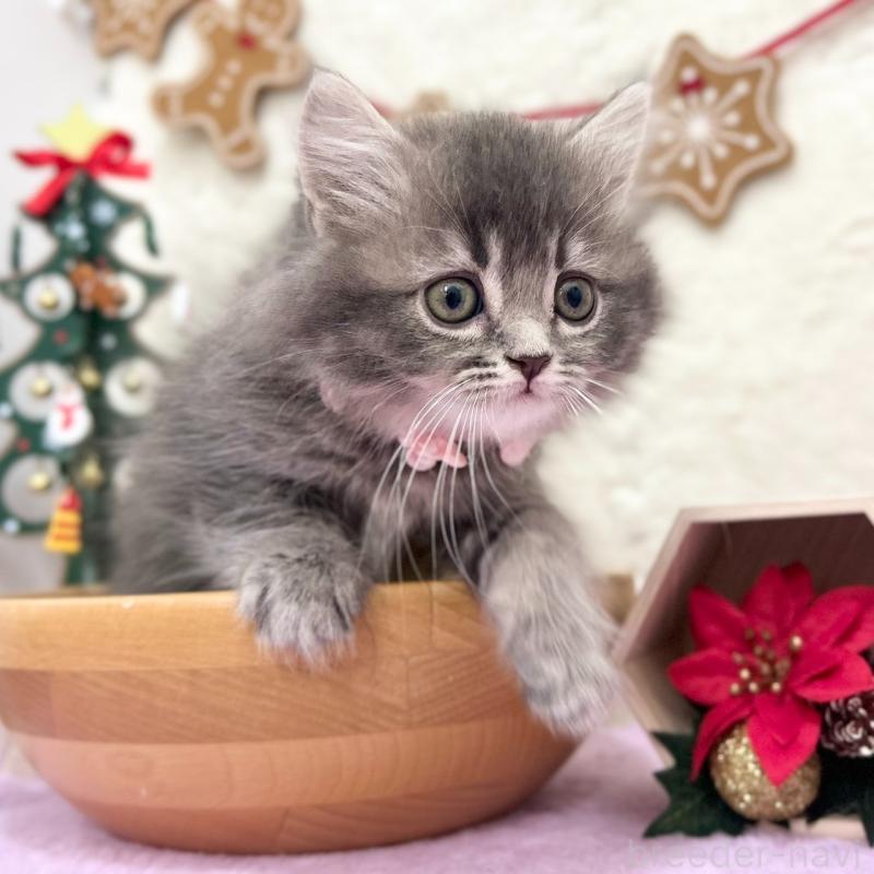 販売中の神奈川県のスコティッシュフォールド-131684の2枚目