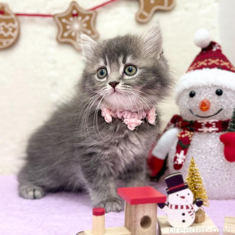 販売中の神奈川県のスコティッシュフォールド-131684の3枚目