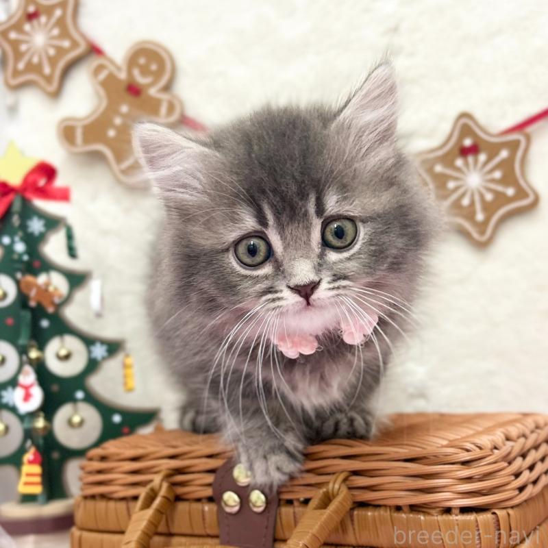 販売中の神奈川県のスコティッシュフォールド-131684の1枚目