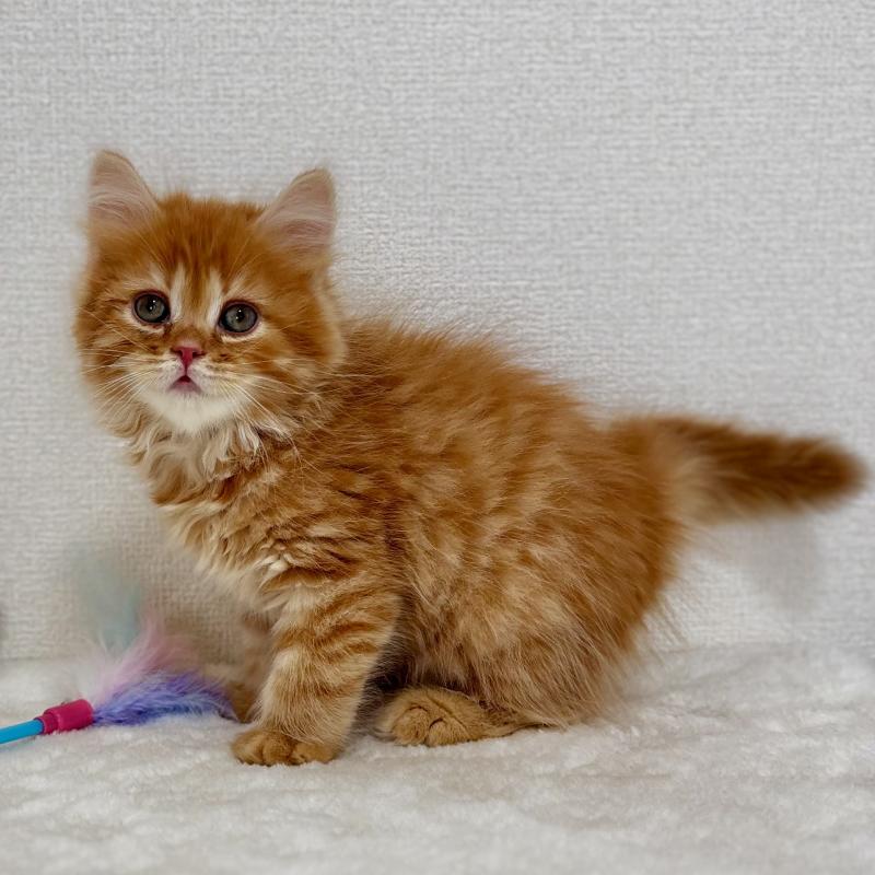 販売中の埼玉県のマンチカン-128136の6枚目