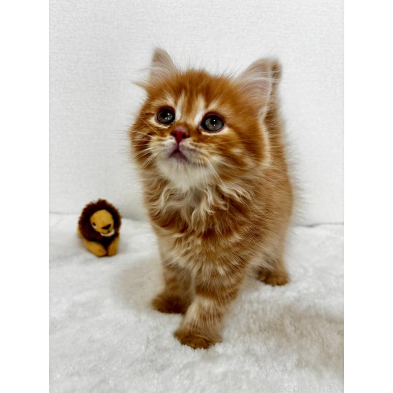 販売中の埼玉県のマンチカン-128136の5枚目