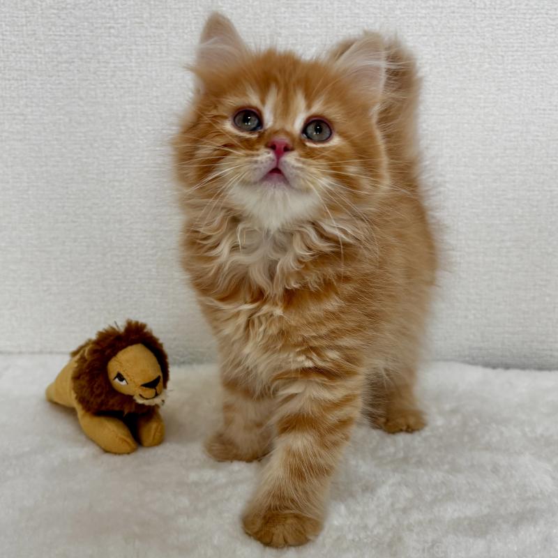 販売中の埼玉県のマンチカン-128136の4枚目