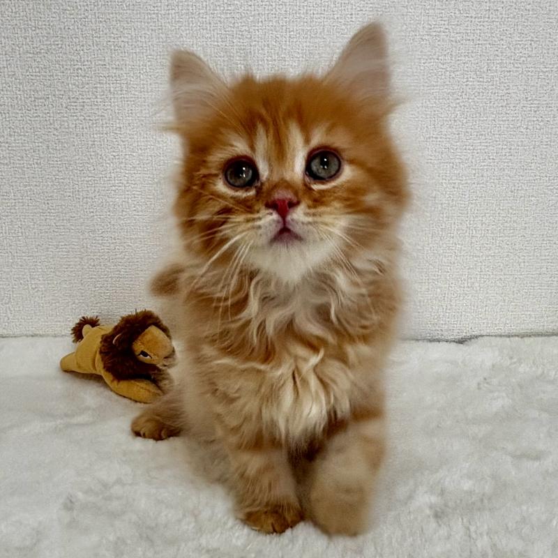 販売中の埼玉県のマンチカン-128136の3枚目