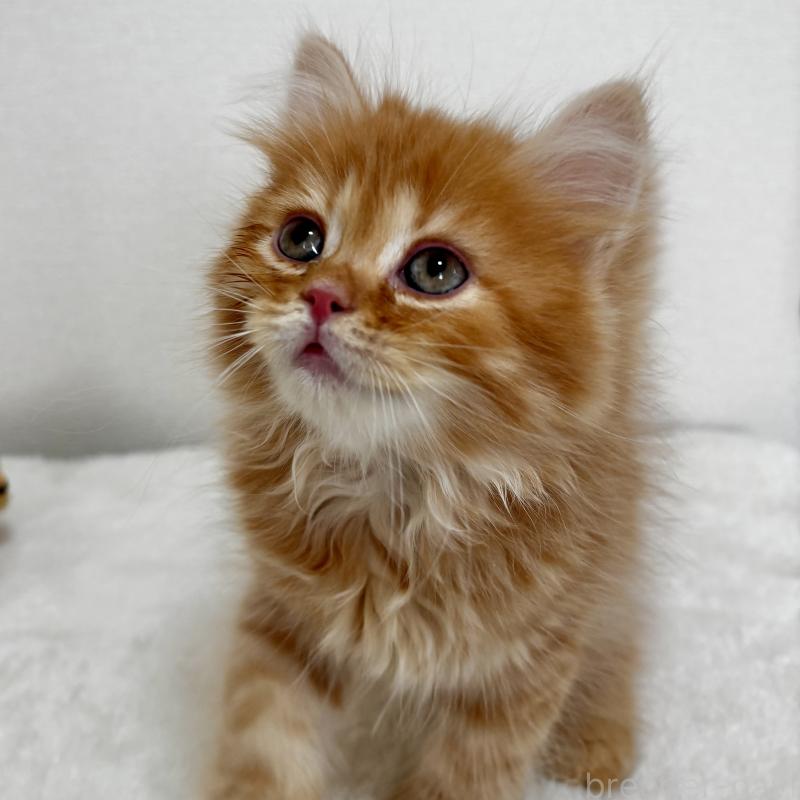 販売中の埼玉県のマンチカン-128136の2枚目