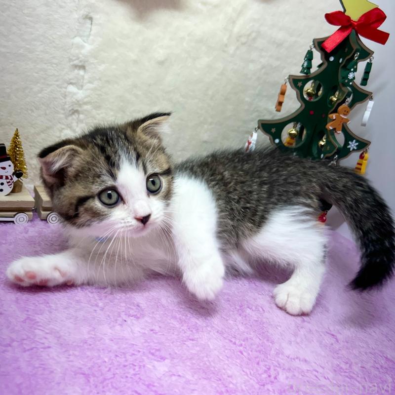 販売中の神奈川県のスコティッシュフォールド(折れ耳)-131685の10枚目