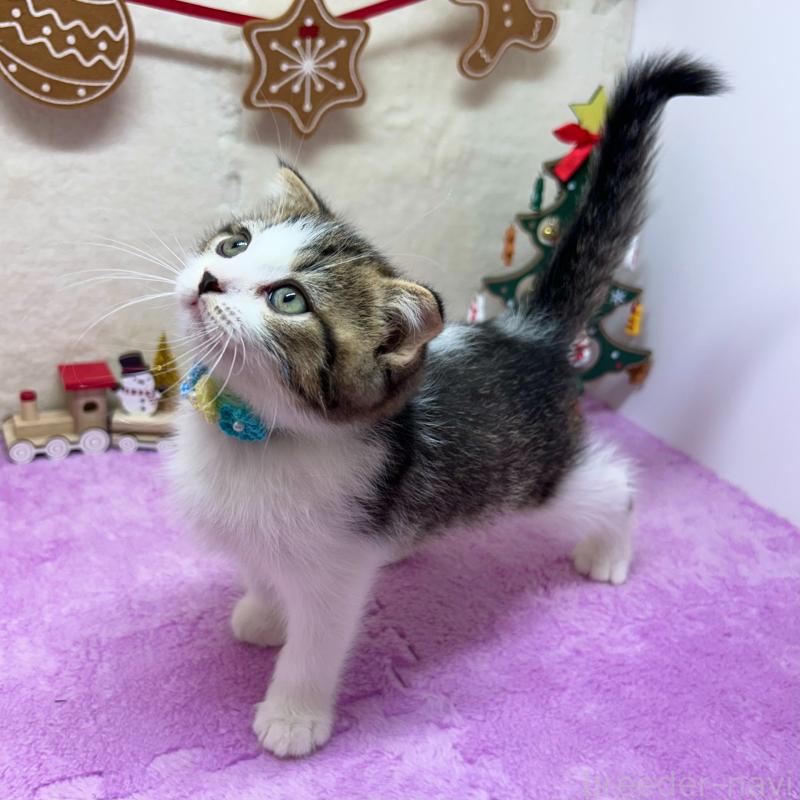 販売中の神奈川県のスコティッシュフォールド(折れ耳)-131685の9枚目